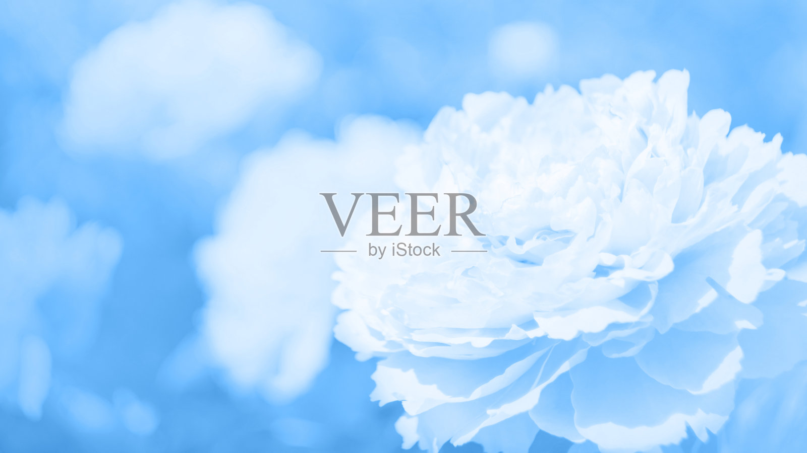 经典的蓝色，色调的形象。牡丹花在柔和的光线与散景和滤镜，花卉背景。长宽度横幅照片摄影图片