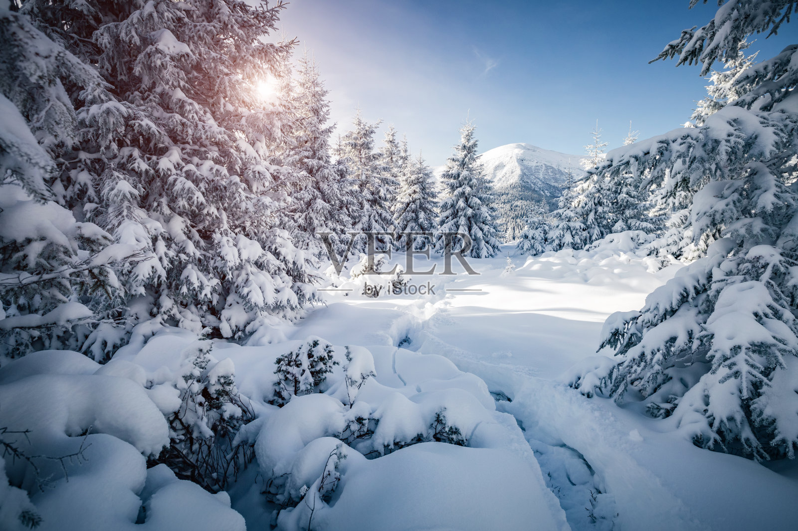 阳光下童话般的林地风景。在滑雪胜地霜冻的一天。喀尔巴阡国家公园，乌克兰照片摄影图片