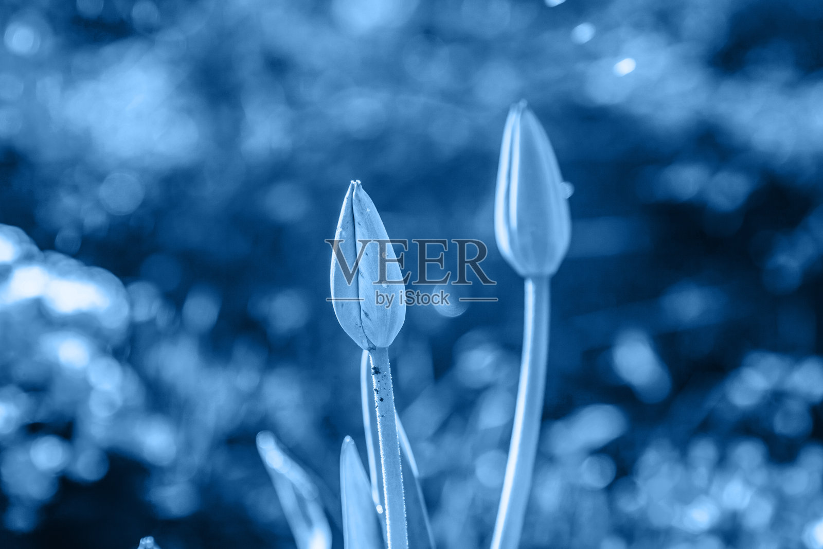 郁金香花花在2020年流行的颜色经典蓝色。明亮的宏使用颜色19-4052。灵感自然的花卉春天盛开的背景照片摄影图片