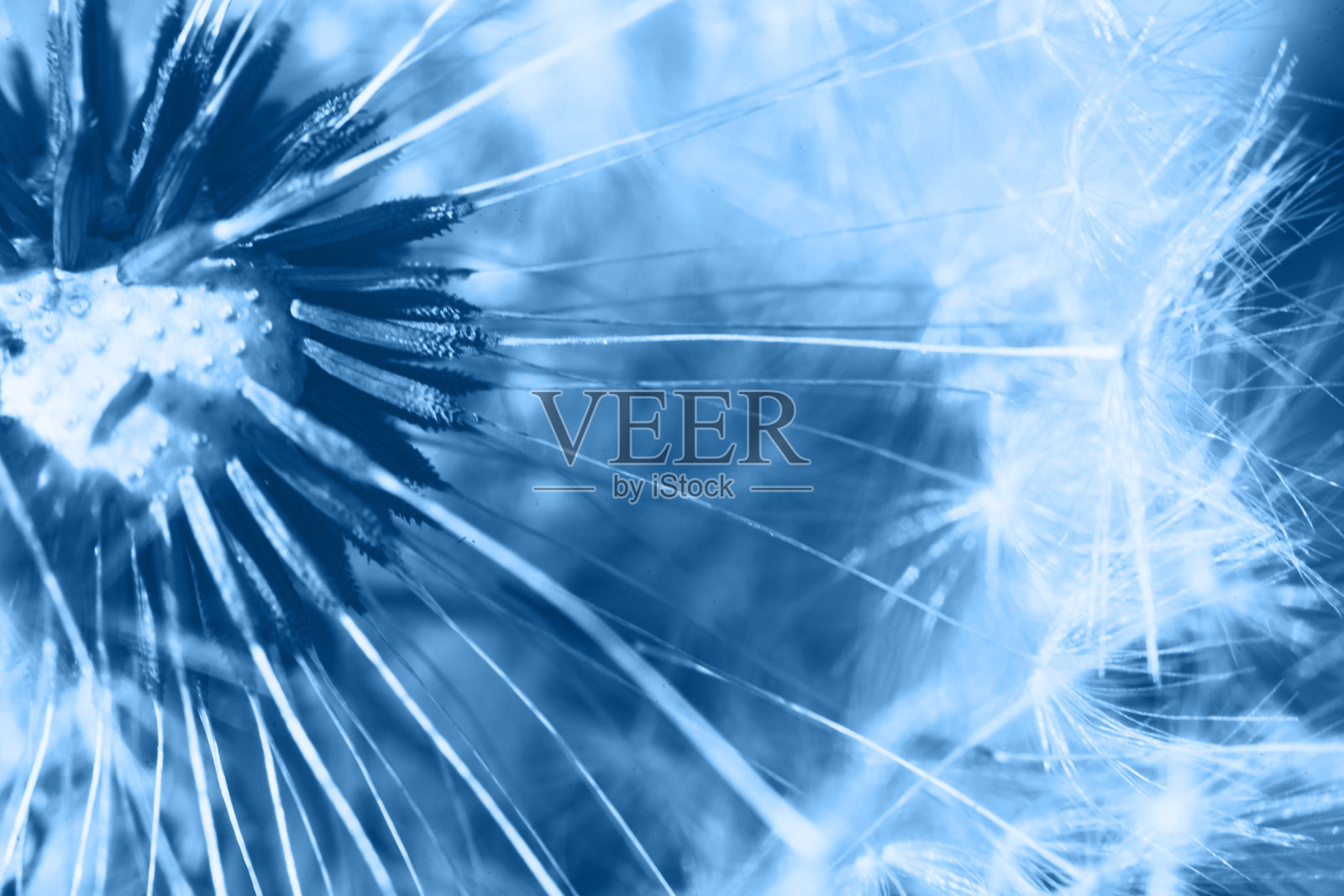 蒲公英种子在2020年流行的颜色经典的蓝色。明亮的宏使用颜色19-4052。灵感自然的花卉春天盛开的背景照片摄影图片