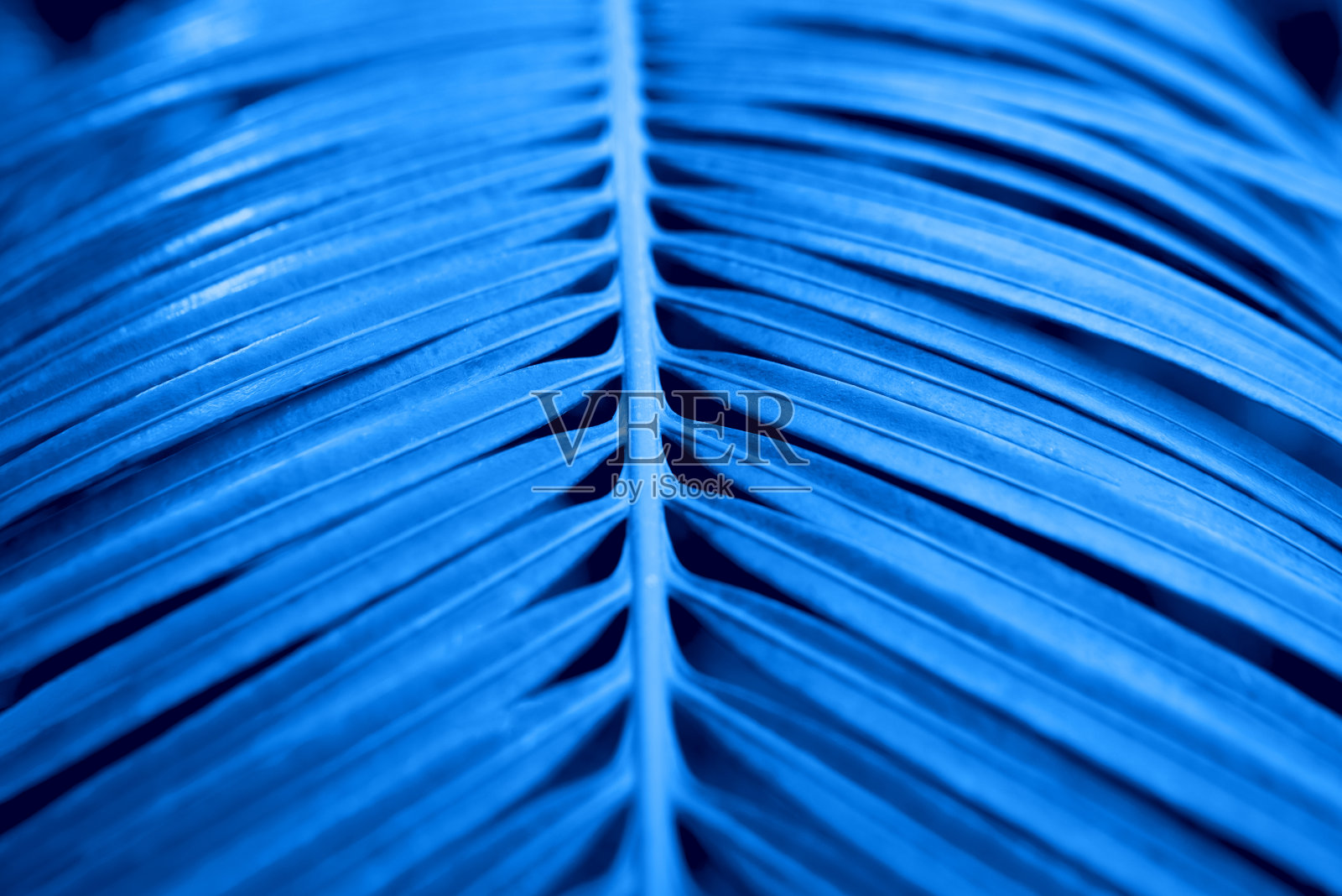 棕榈叶在黑暗的背景。2020年的颜色。照片摄影图片