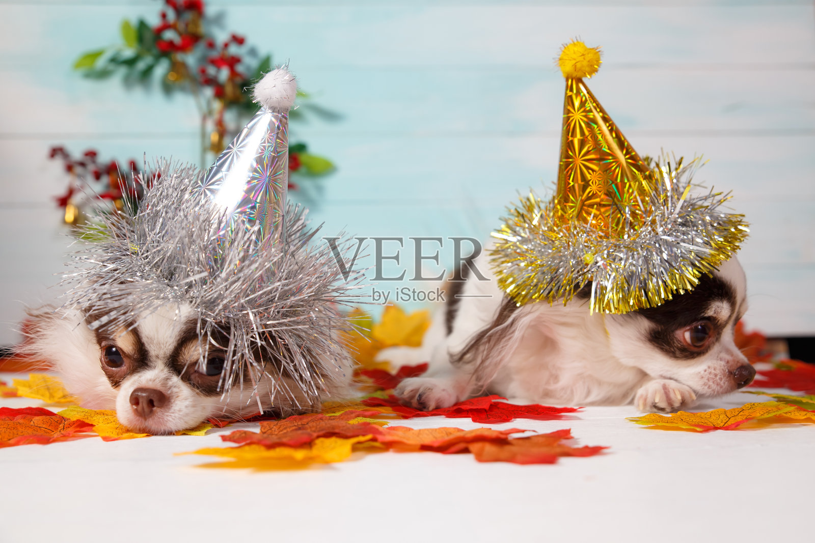 两只可爱的吉娃娃狗戴着一顶带有枫叶的新年圆锥形帽子。2020年新年快乐，圣诞快乐，节日快乐，庆祝快乐。照片摄影图片