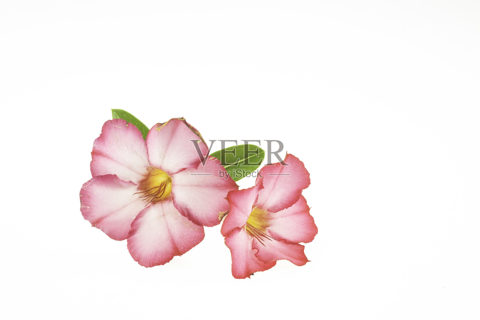 杜鹃花的花照片摄影图片