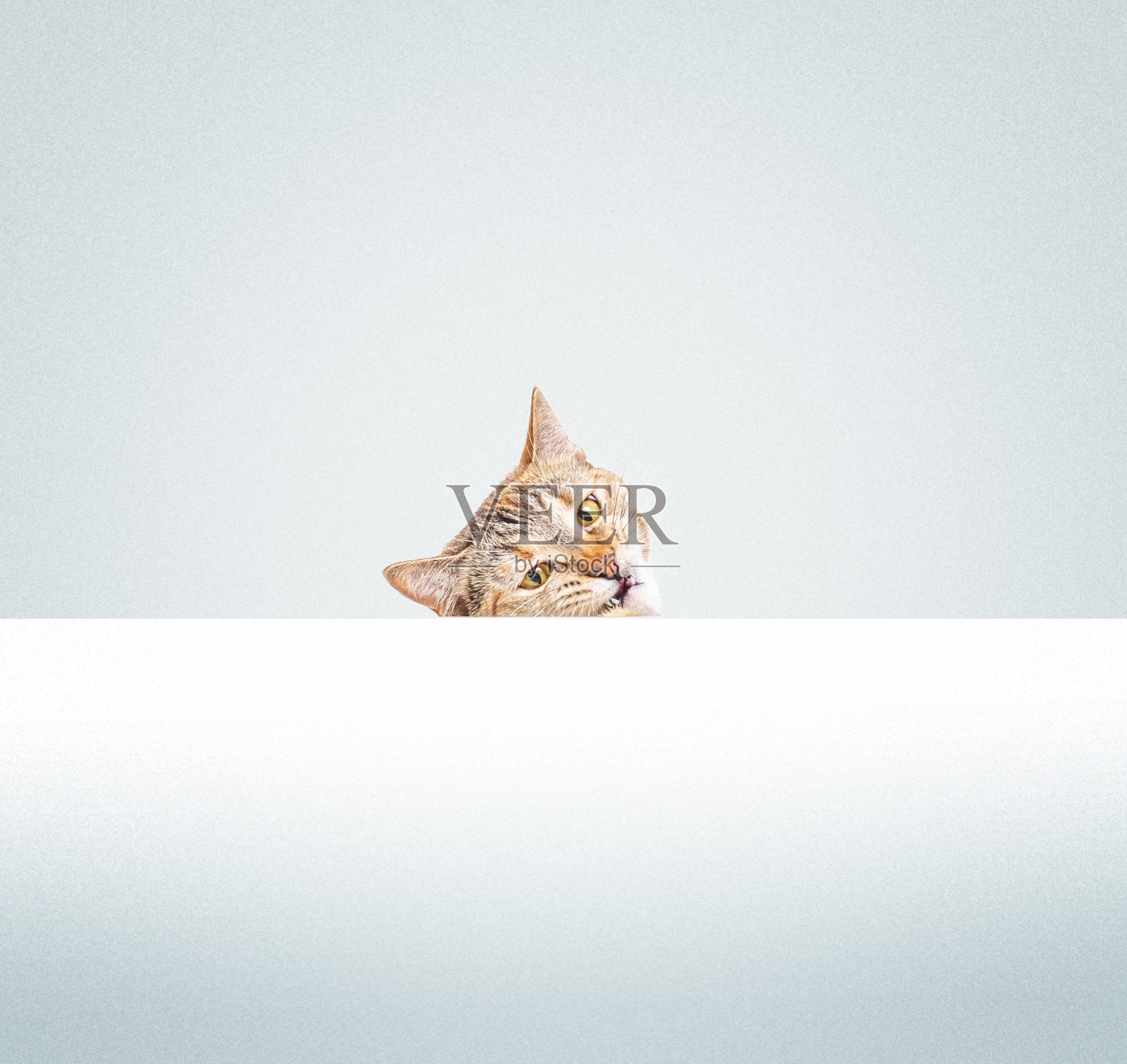 猫带着滑稽的表情从一个空白的横幅后面窥视。照片摄影图片