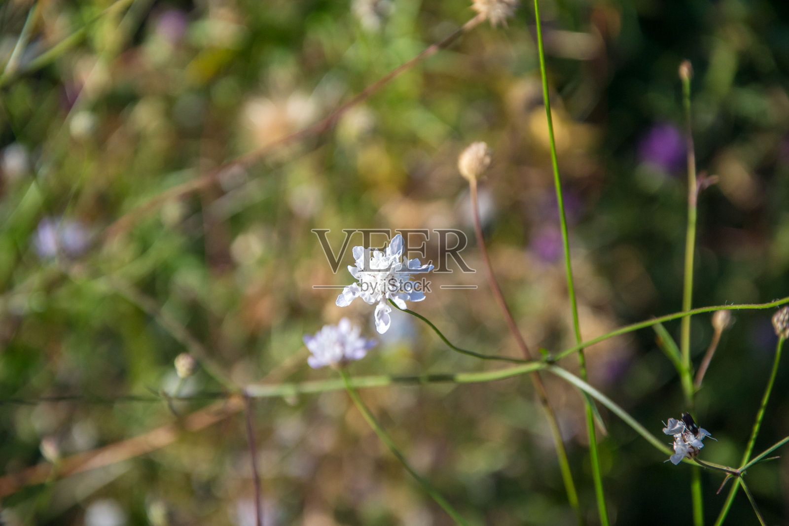 田野里的小野花，自然的背景，草地上的枯草，夏季的季节照片摄影图片