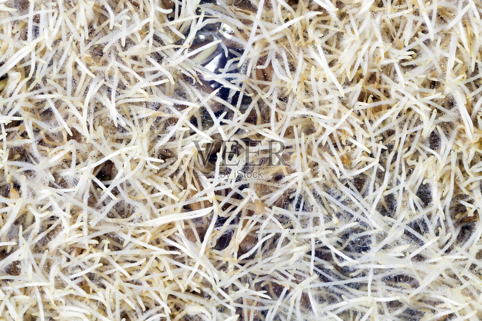 覆盖着霉菌的小麦或黑麦照片摄影图片