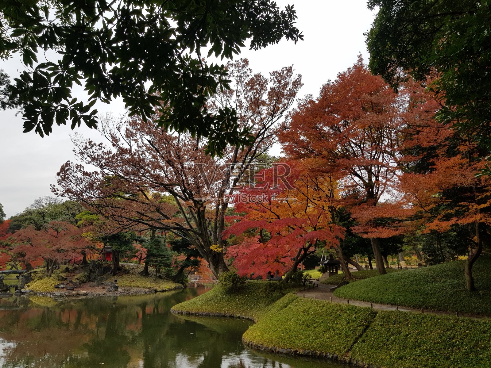 枫树照片摄影图片