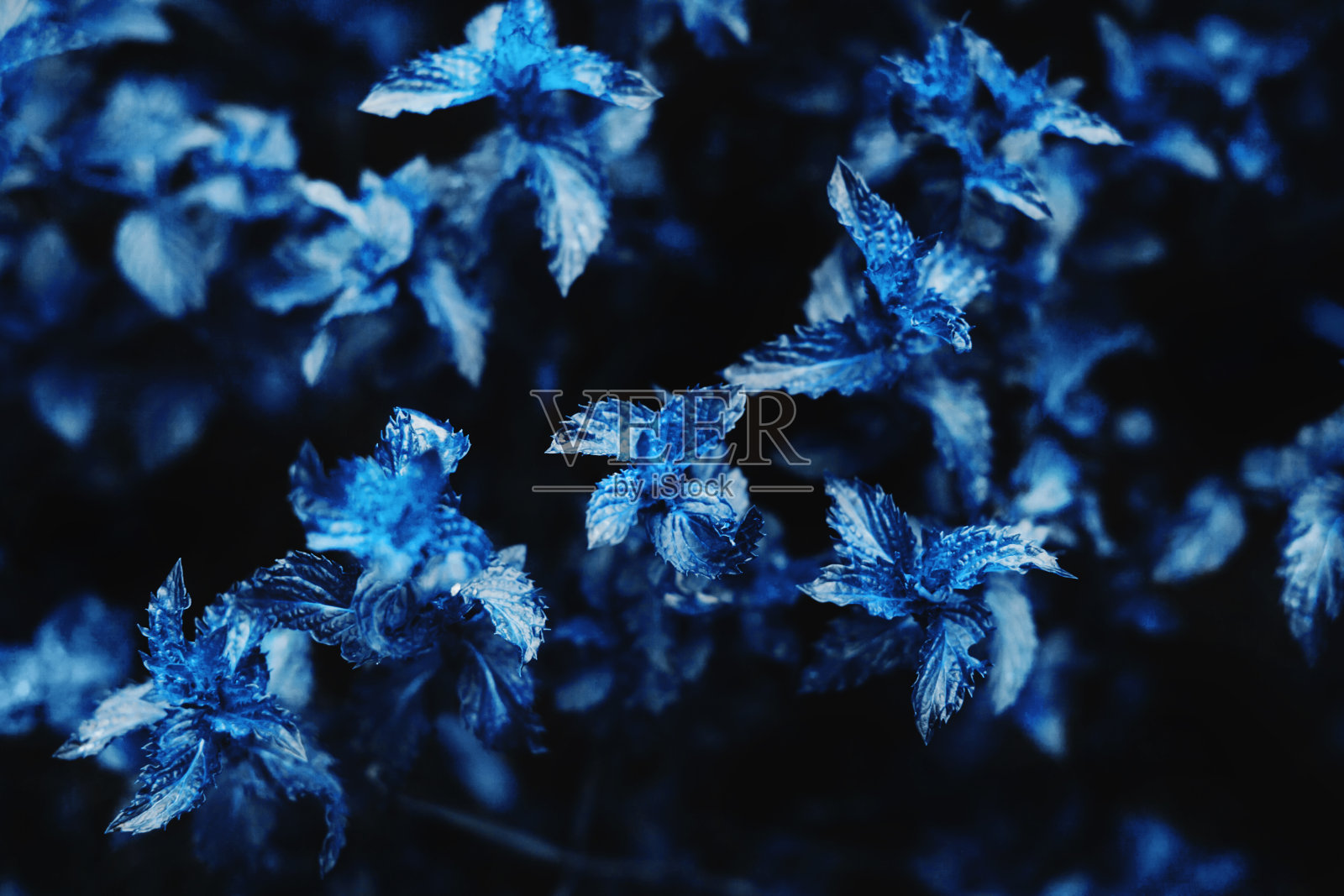 薄荷色调的蓝色。照片摄影图片