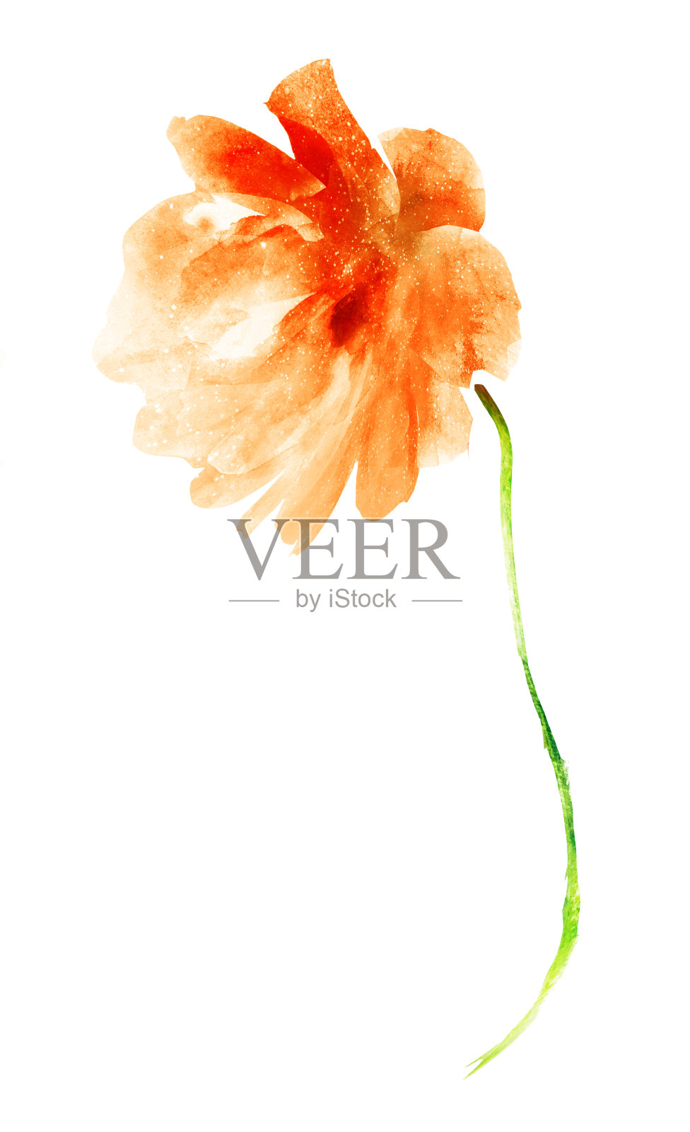 水彩花，孤立在白色背景上照片摄影图片