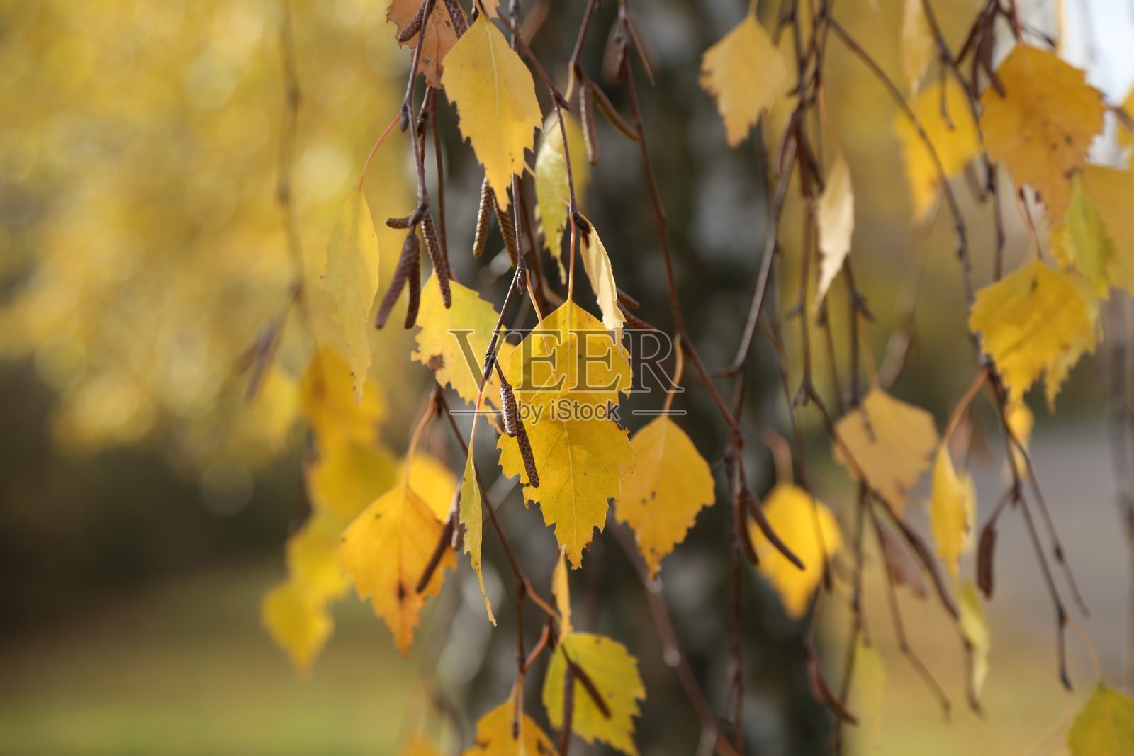 秋天，森林里桦树上的黄色叶子照片摄影图片