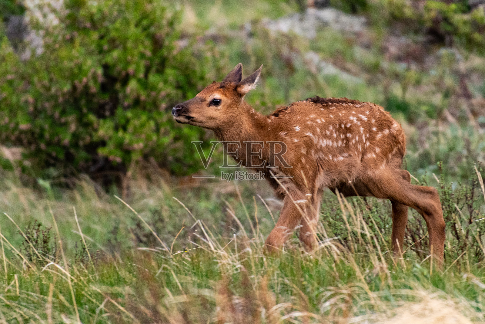 山上草地上可爱的麋鹿幼崽照片摄影图片