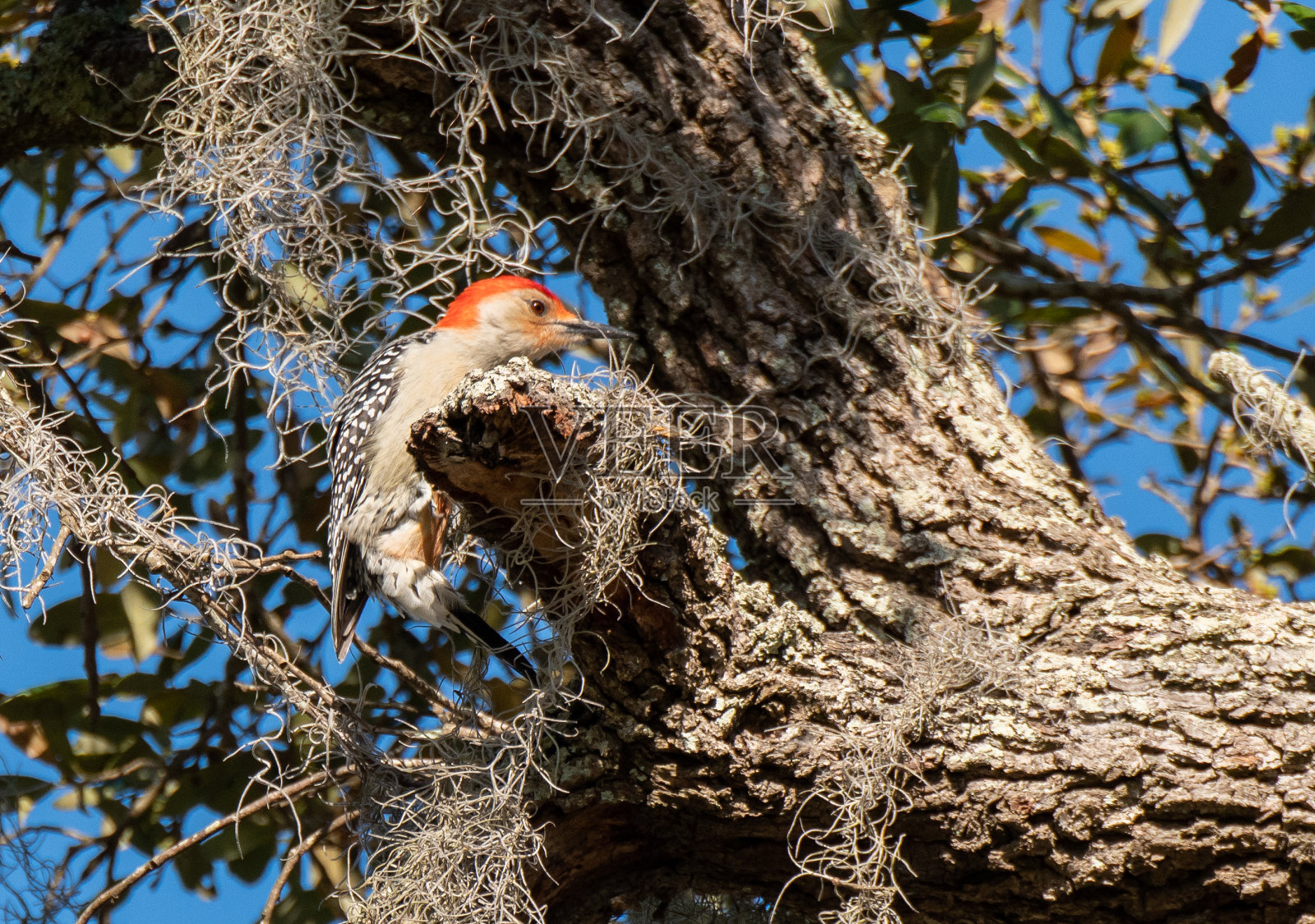 一只正在觅食的美丽红腹啄木鸟照片摄影图片