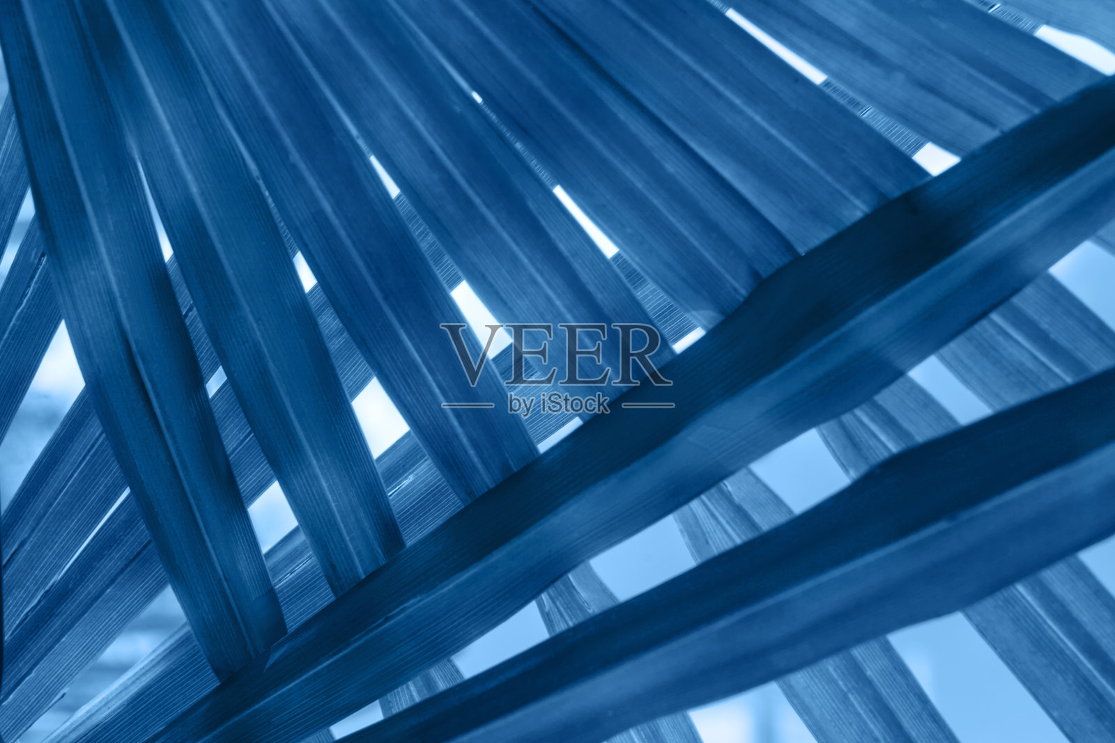 美丽的棕榈树叶子是蓝色的。照片摄影图片