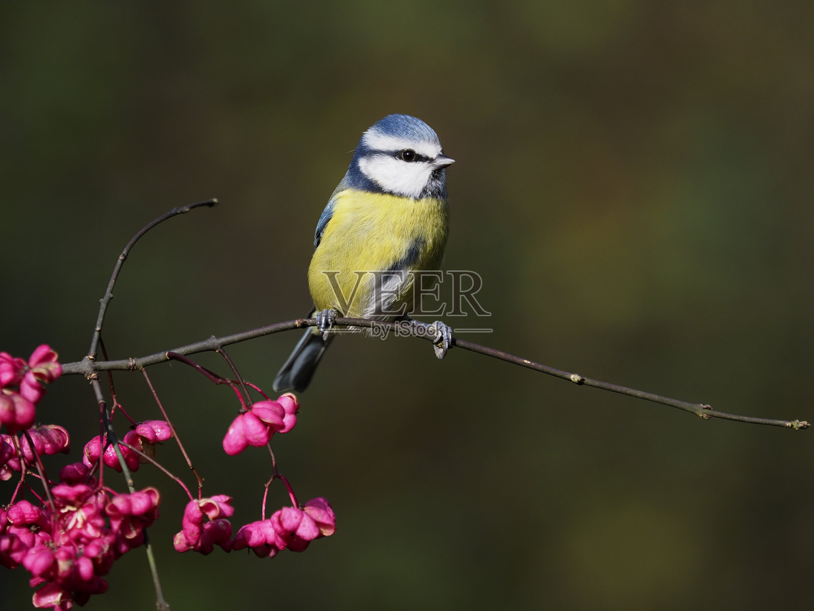 蓝色山雀，蓝藻照片摄影图片