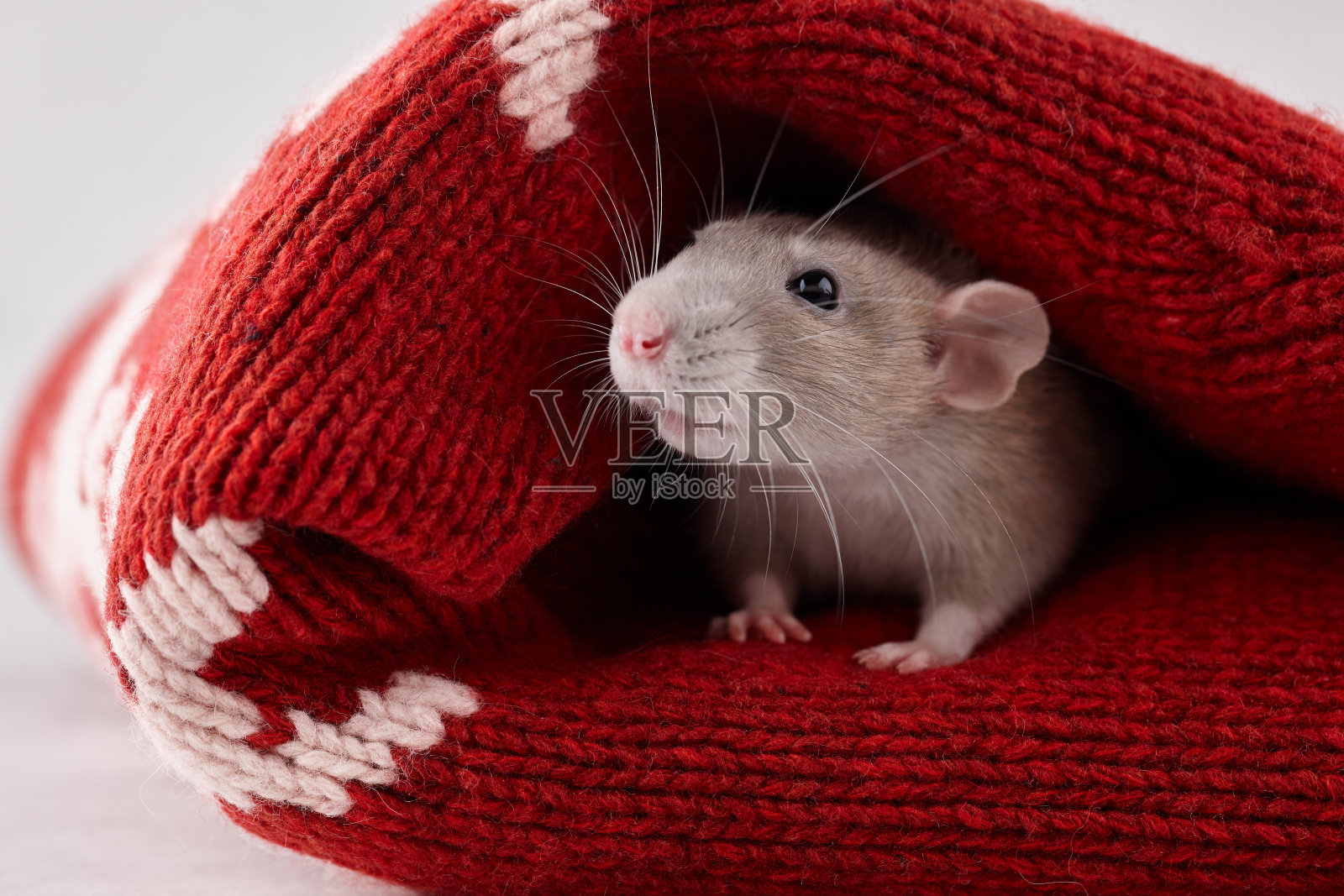 穿着红色圣诞毛衣的老鼠照片摄影图片