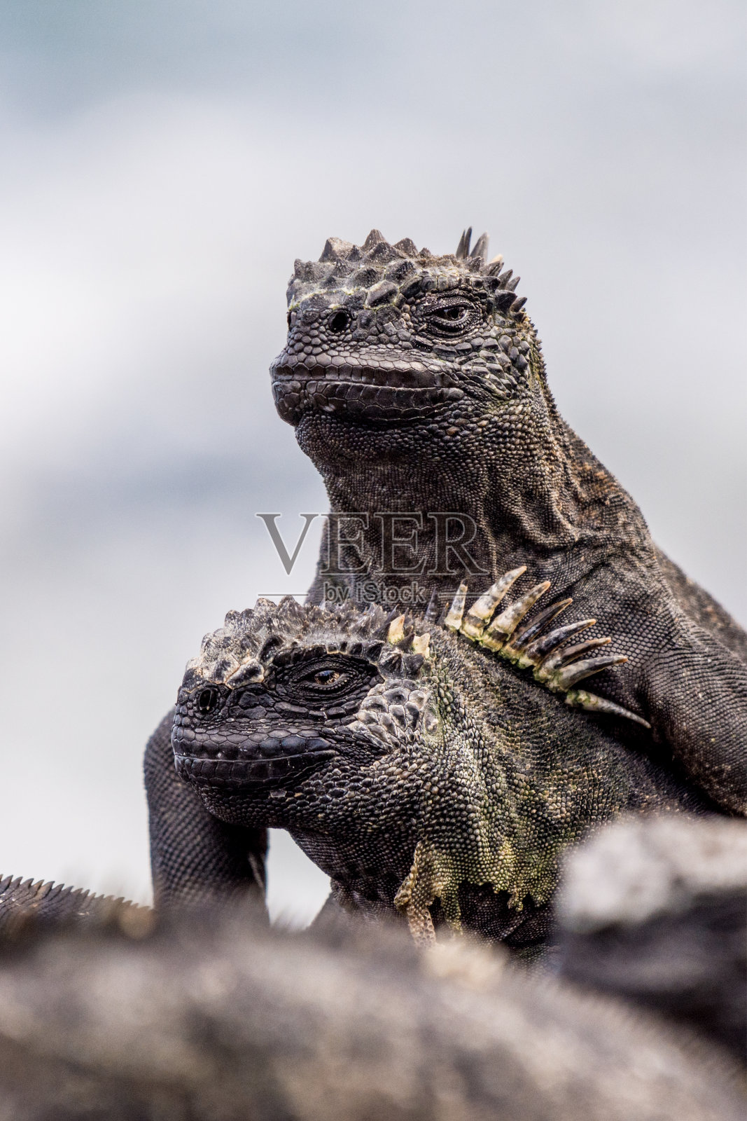 两只海鬣蜥(Amblyrhynchus cristatus)在守望照片摄影图片
