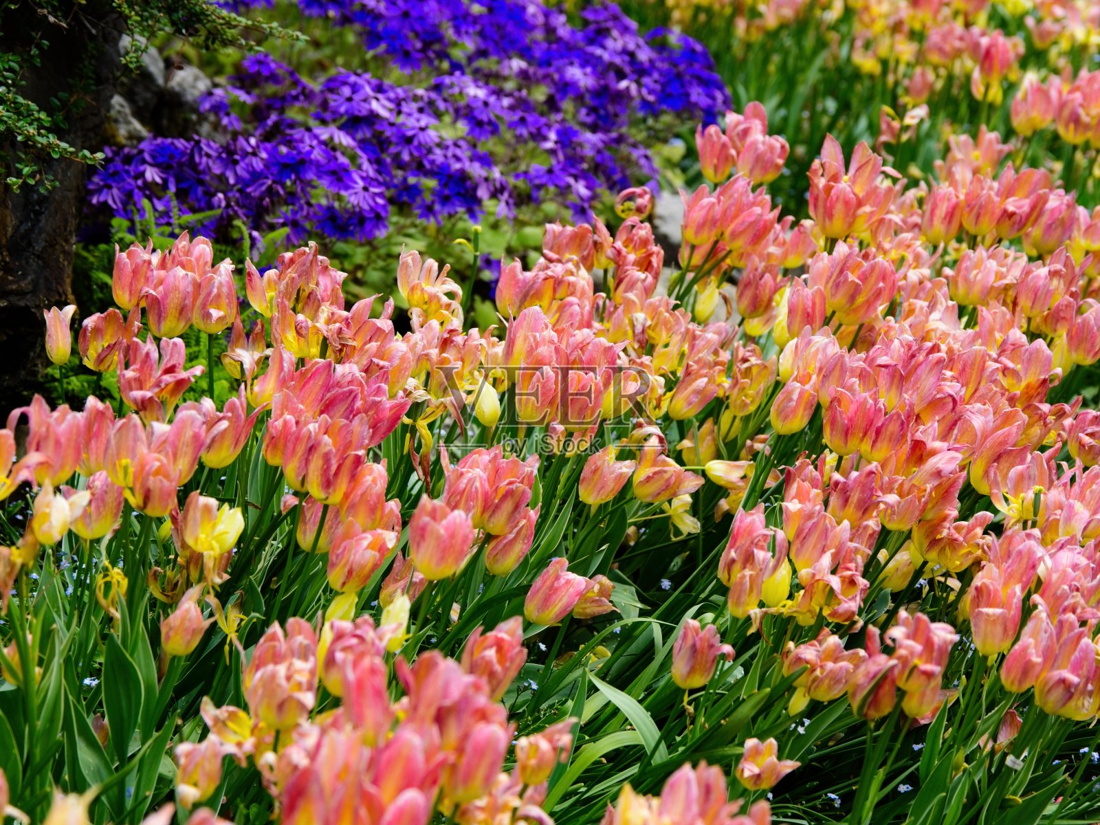 春天的花朵照片摄影图片