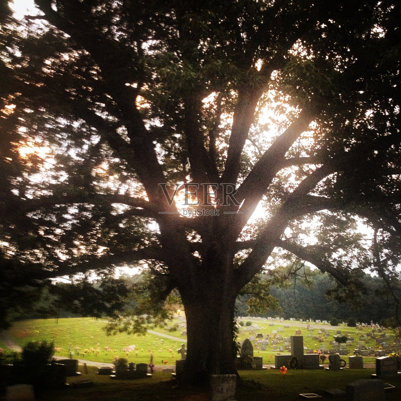 太阳穿过墓地的树照片摄影图片