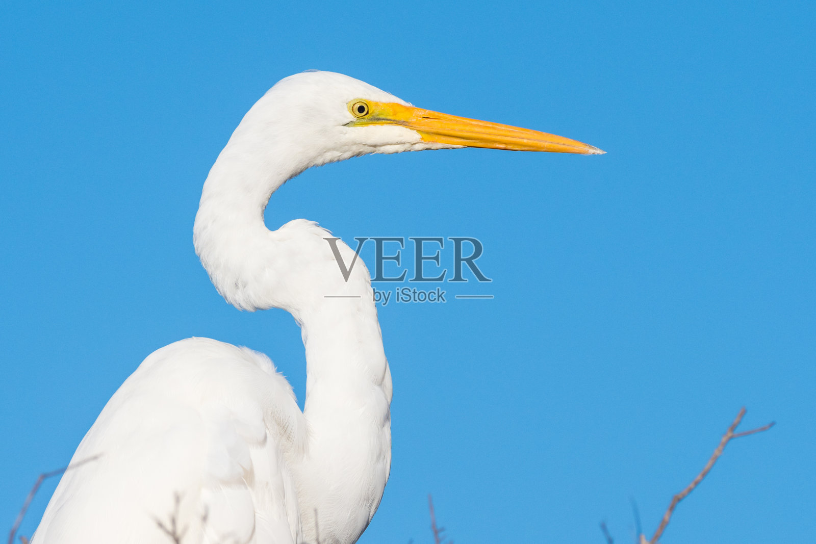 大白鹭写作者照片摄影图片