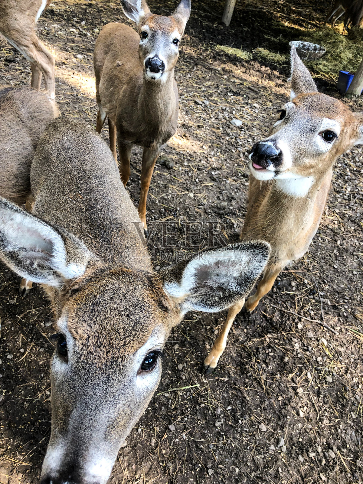 动物园里的三只小鹿照片摄影图片