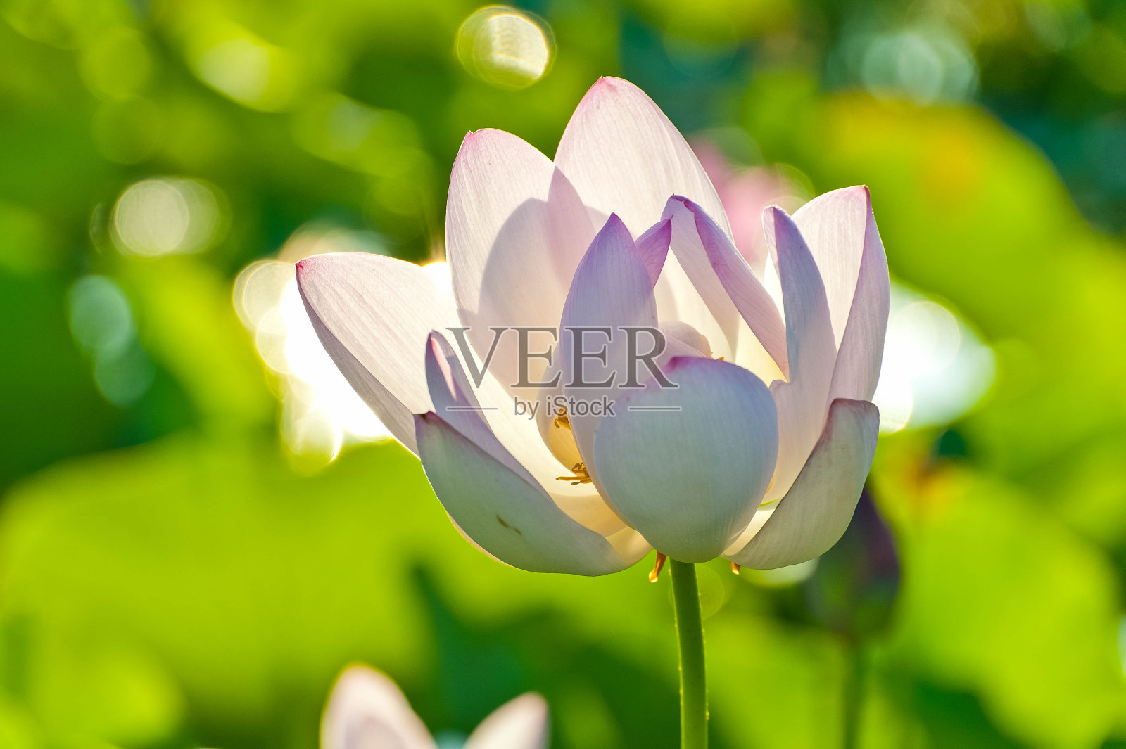 荷花在晨光中闪闪发光照片摄影图片