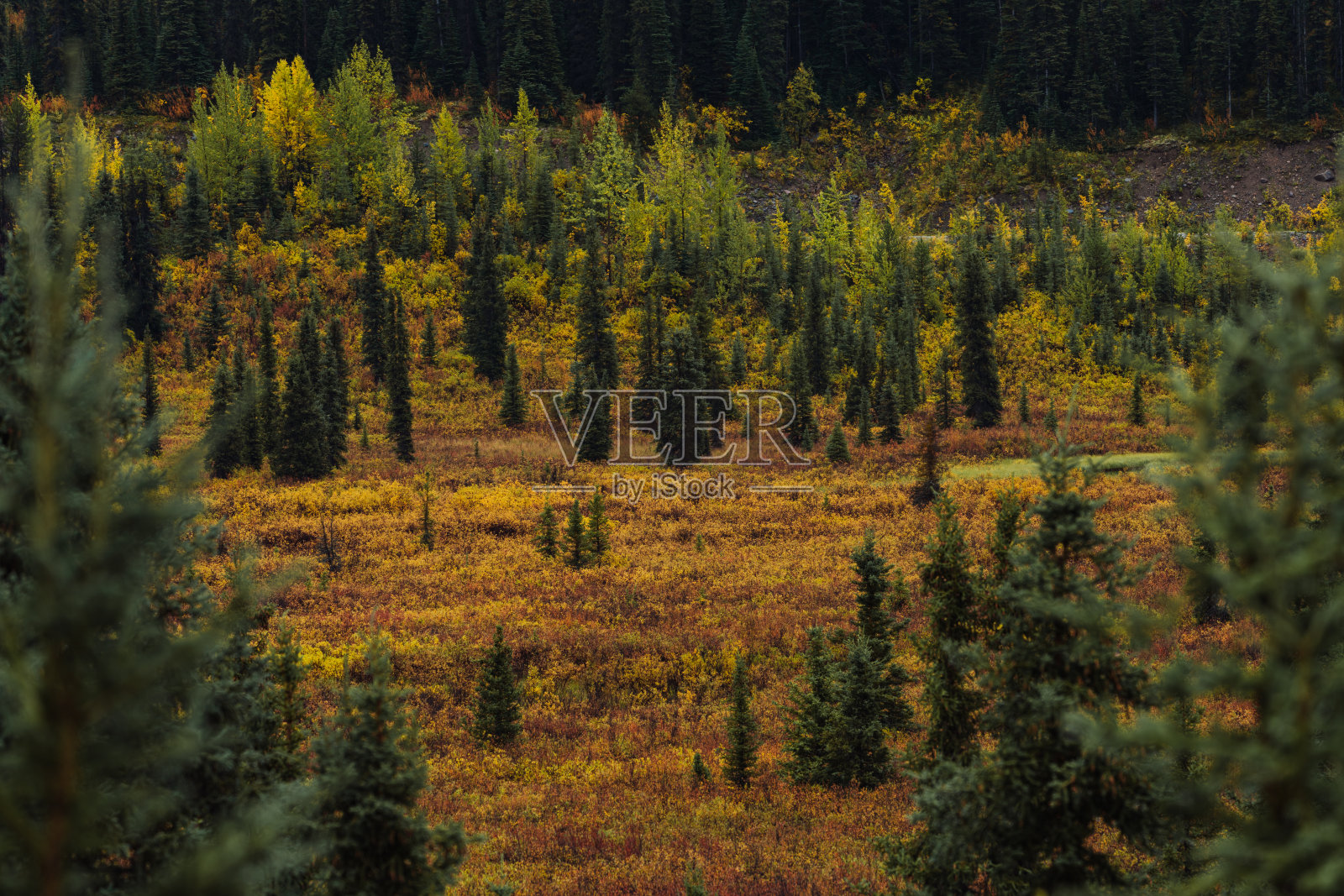 森林和树木在戏剧性的雾在阿拉斯加秋天照片摄影图片