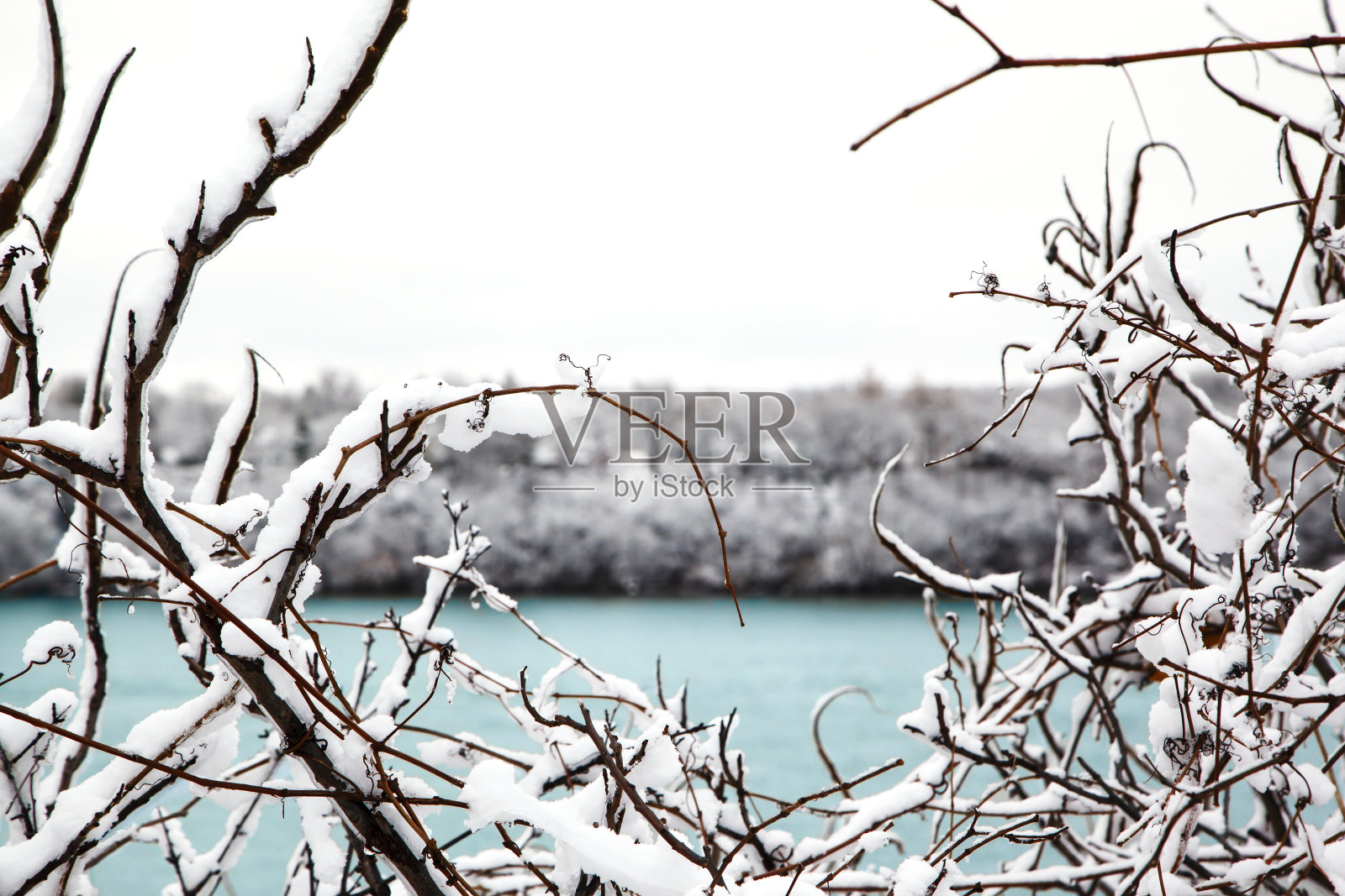 冬天树上的树枝被雪覆盖。照片摄影图片