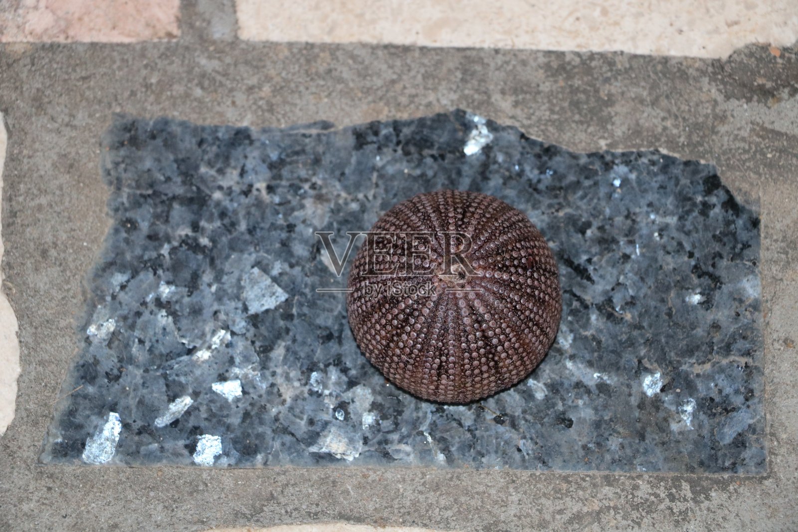 海胆照片摄影图片