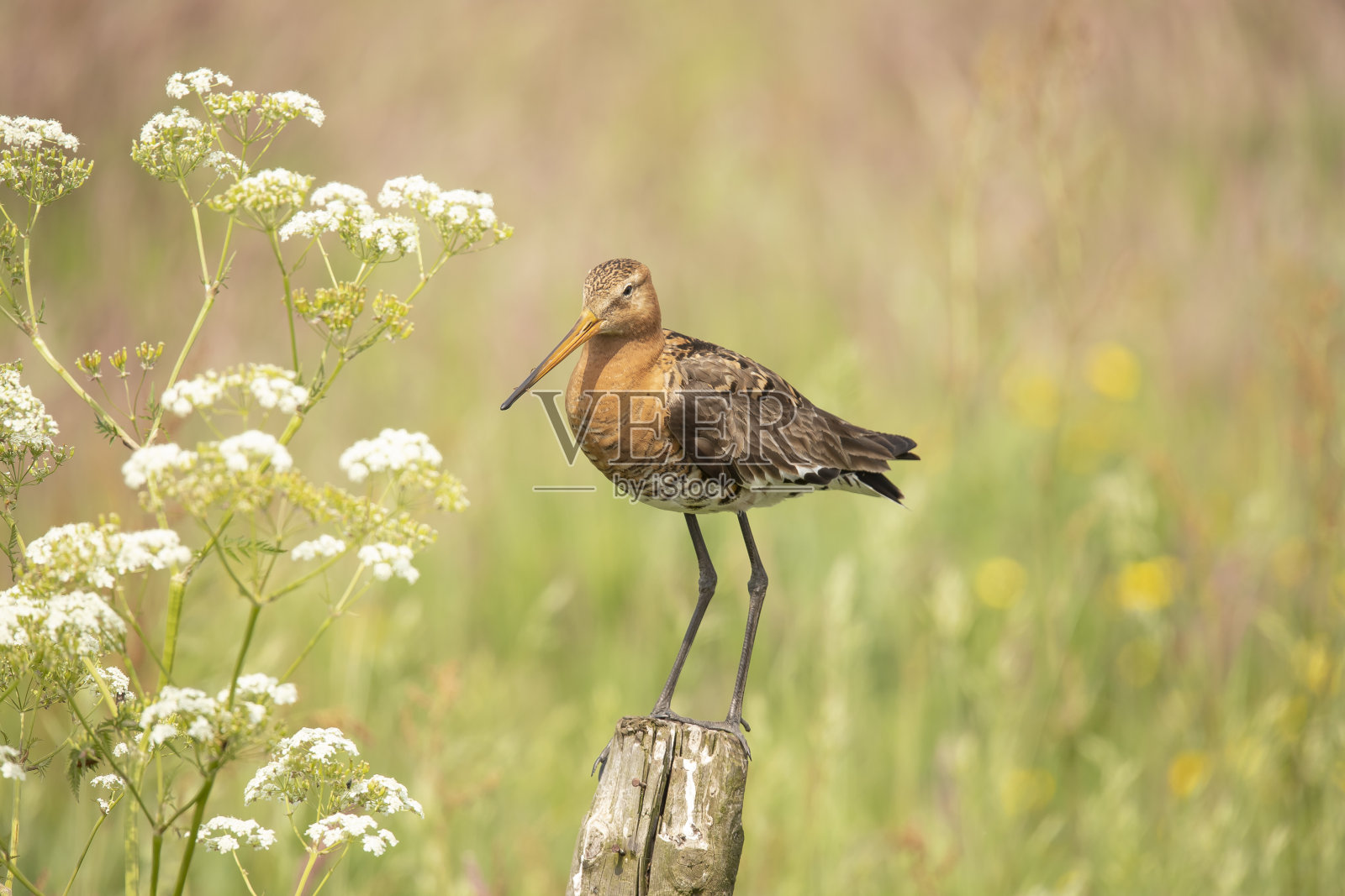 戈德威特， 利莫萨利莫萨照片摄影图片