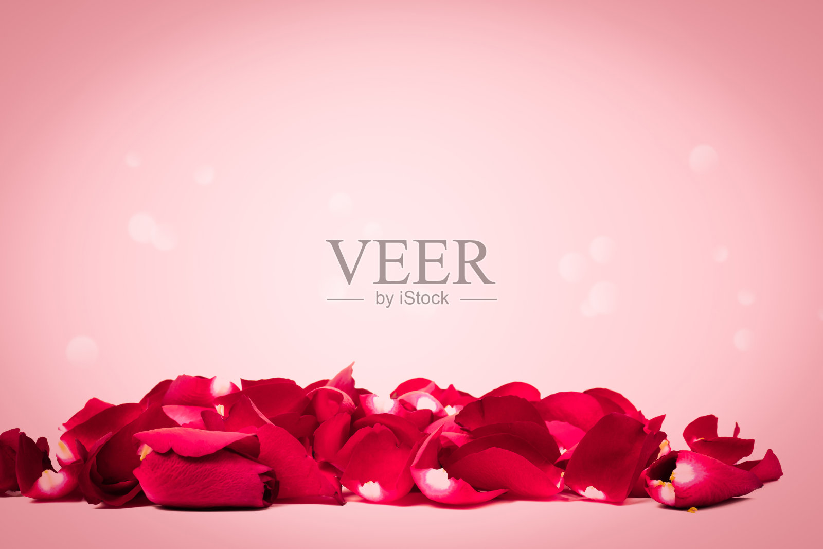 美丽的玫瑰花瓣躺在地板上照片摄影图片