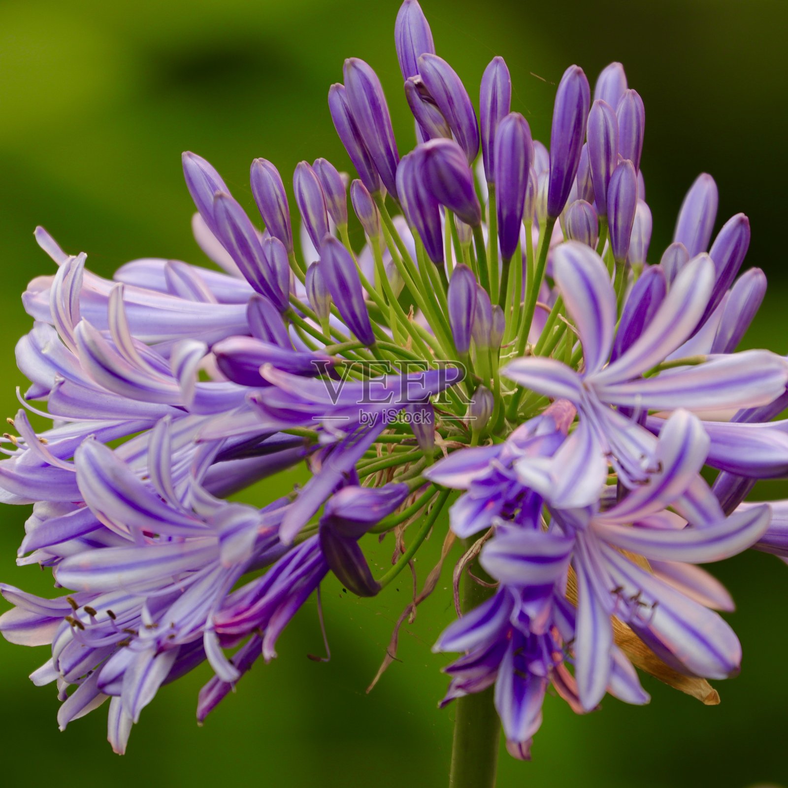 悉尼公园里鲜花盛开照片摄影图片