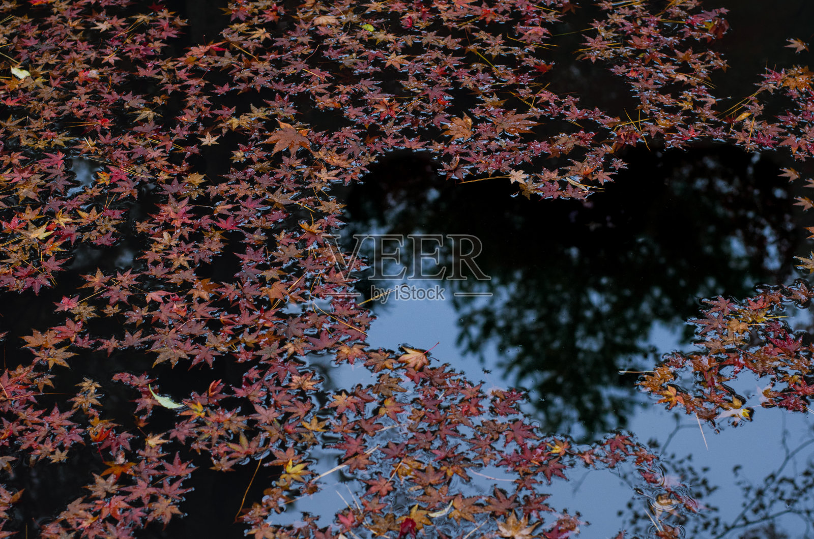 干燥的枫叶滴落的水与爱的形状空间和黑暗的背景。照片摄影图片