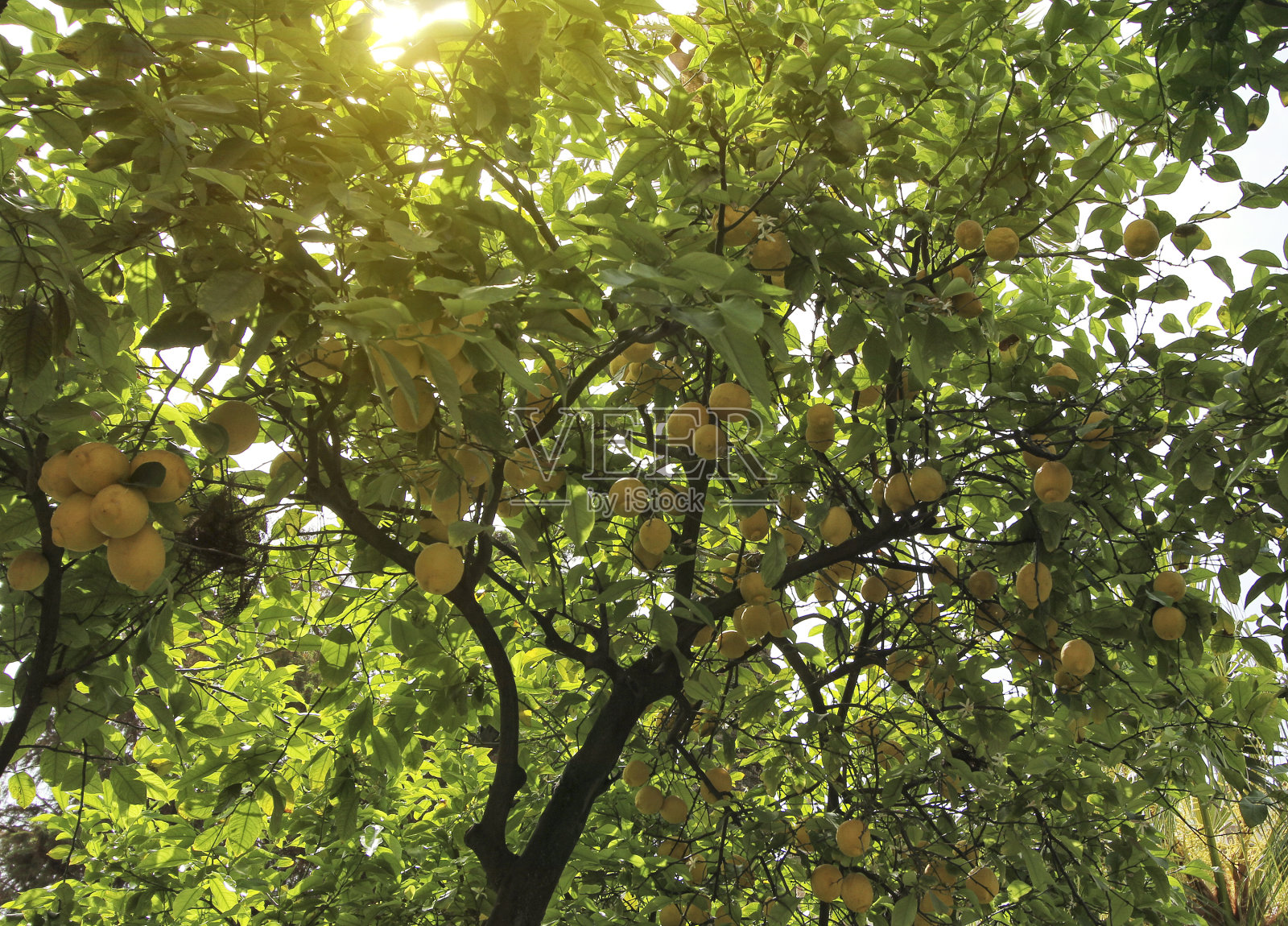 塞维利亚大教堂(圣玛丽亚大教堂)的橘园，哥特式建筑风格的西班牙，安达卢西亚。照片摄影图片