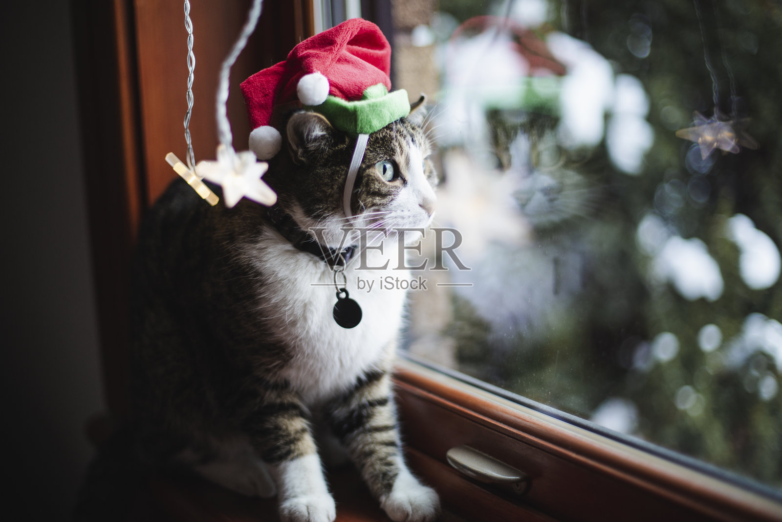 戴着圣诞帽的家猫照片摄影图片