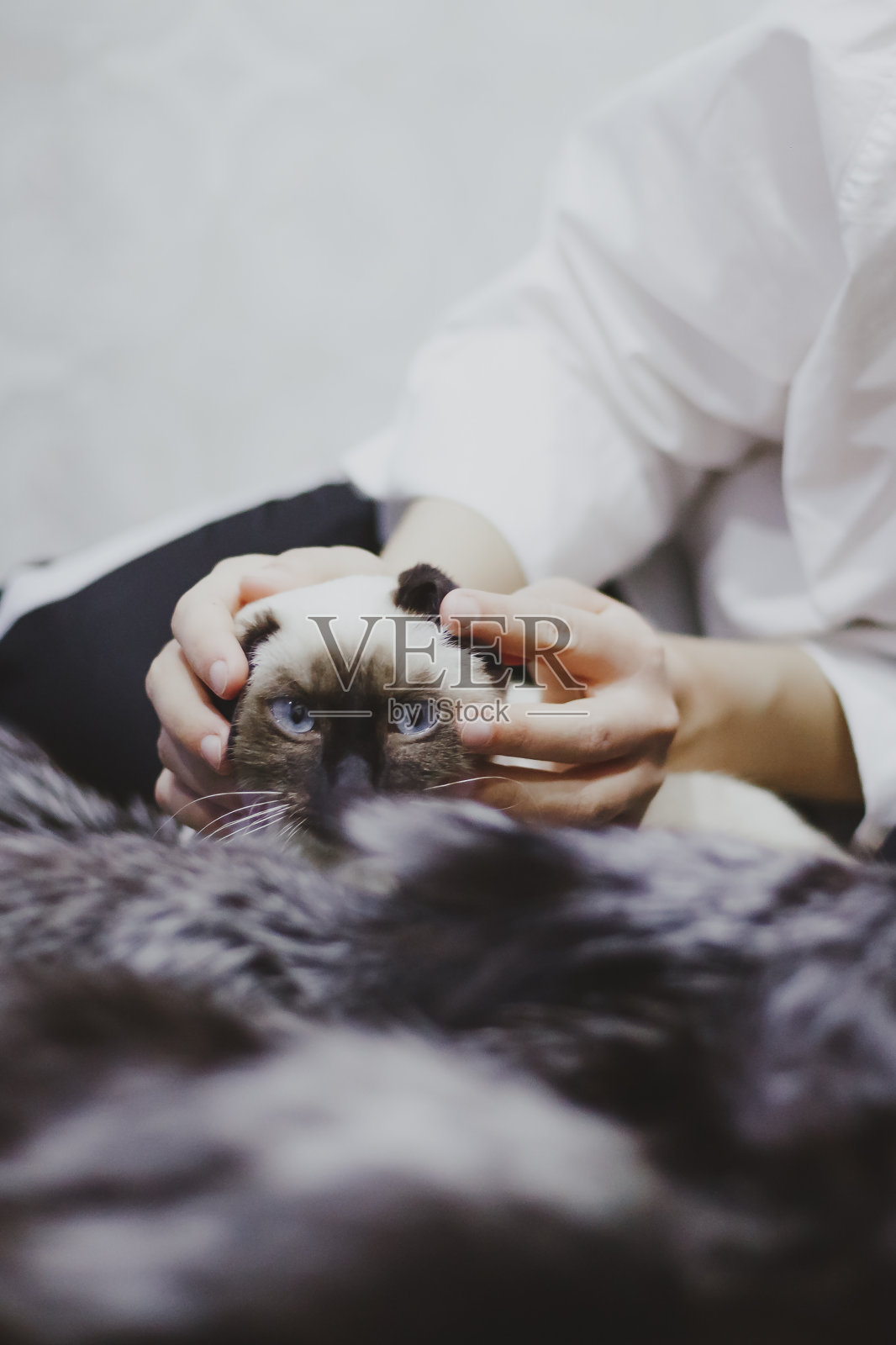 迷人的穆斯林女孩和她的异国情调的暹罗猫玩耍照片摄影图片