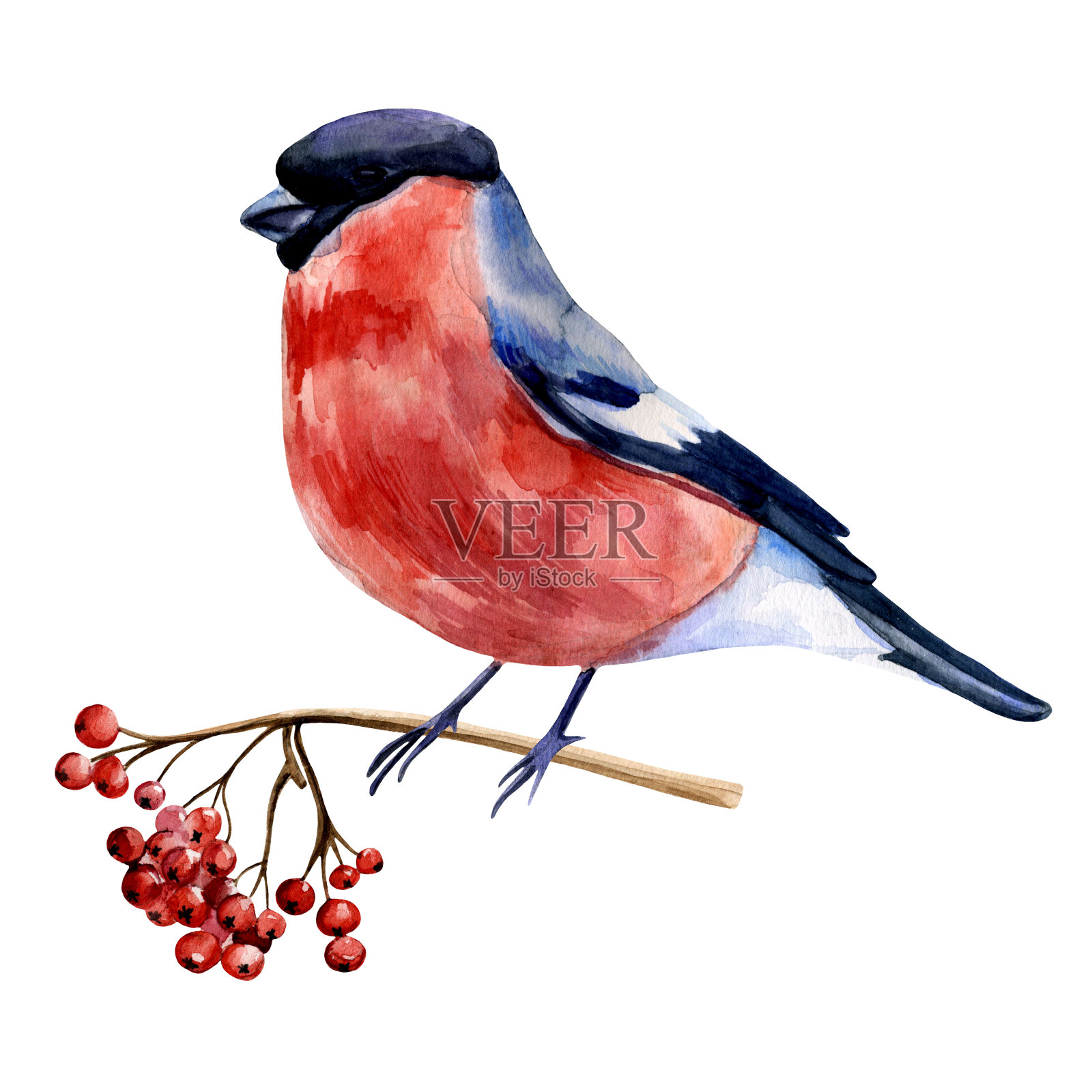 水彩手画的红腹灰雀坐在月花树枝上的写实插图。插画图片素材