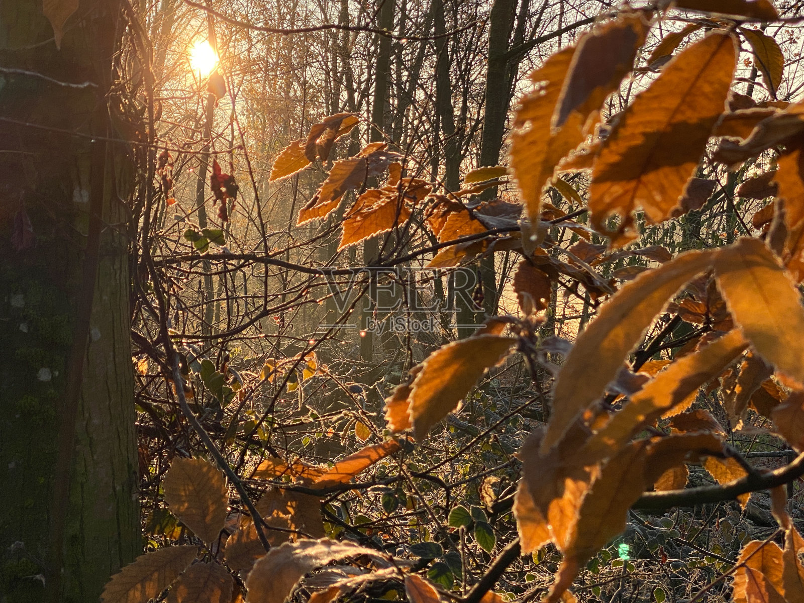 冬日日出时的叶子照片摄影图片