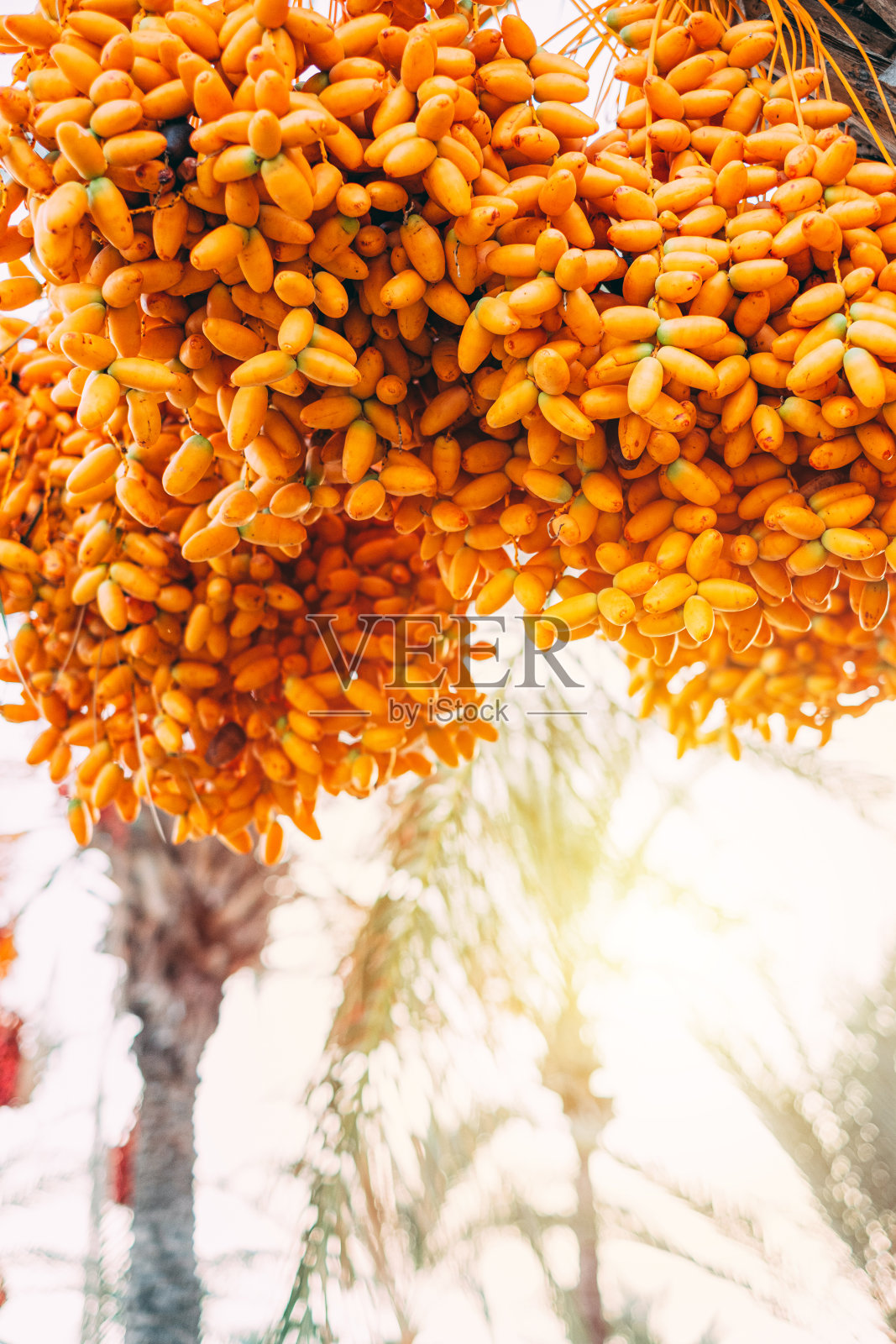 枝上的棕榈枣果实照片摄影图片