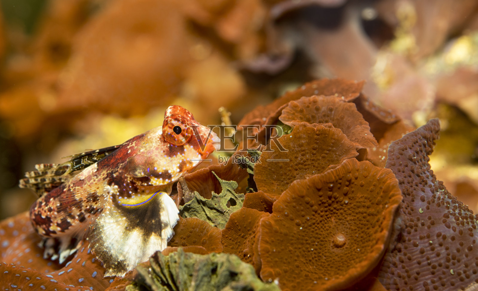 Scooter Blenny或star star Dragonet照片摄影图片