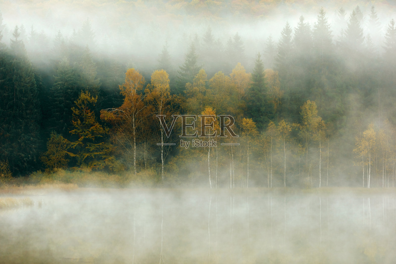 森林和雾照片摄影图片