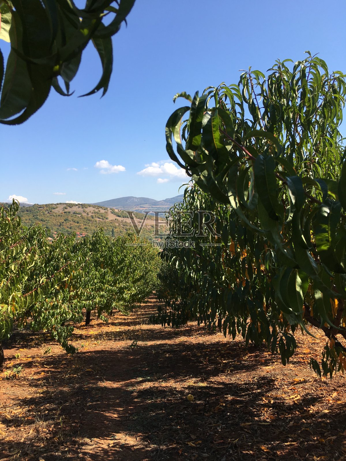 秋天的杏树园照片摄影图片
