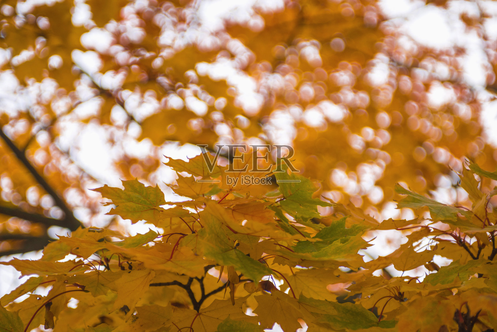 树上黄色的叶子，柔软的焦点照片摄影图片