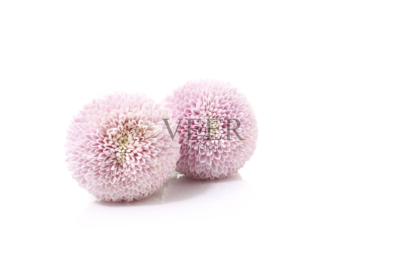 粉红色菊花的阴性花背景照片摄影图片