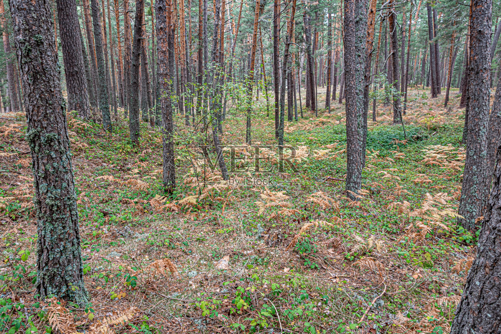 Balsain松林。塞戈维亚、卡斯蒂利亚和莱昂省。西班牙。照片摄影图片