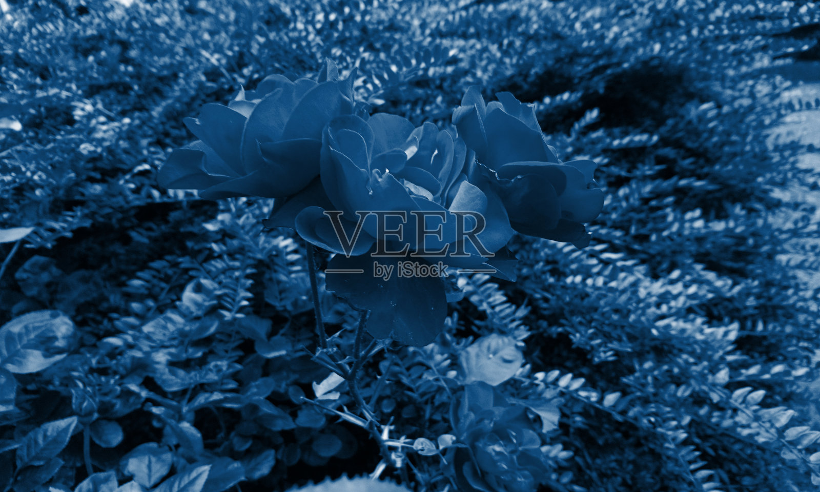 玫瑰花色调深古典蓝色，花卉时尚背景，装饰构图照片摄影图片