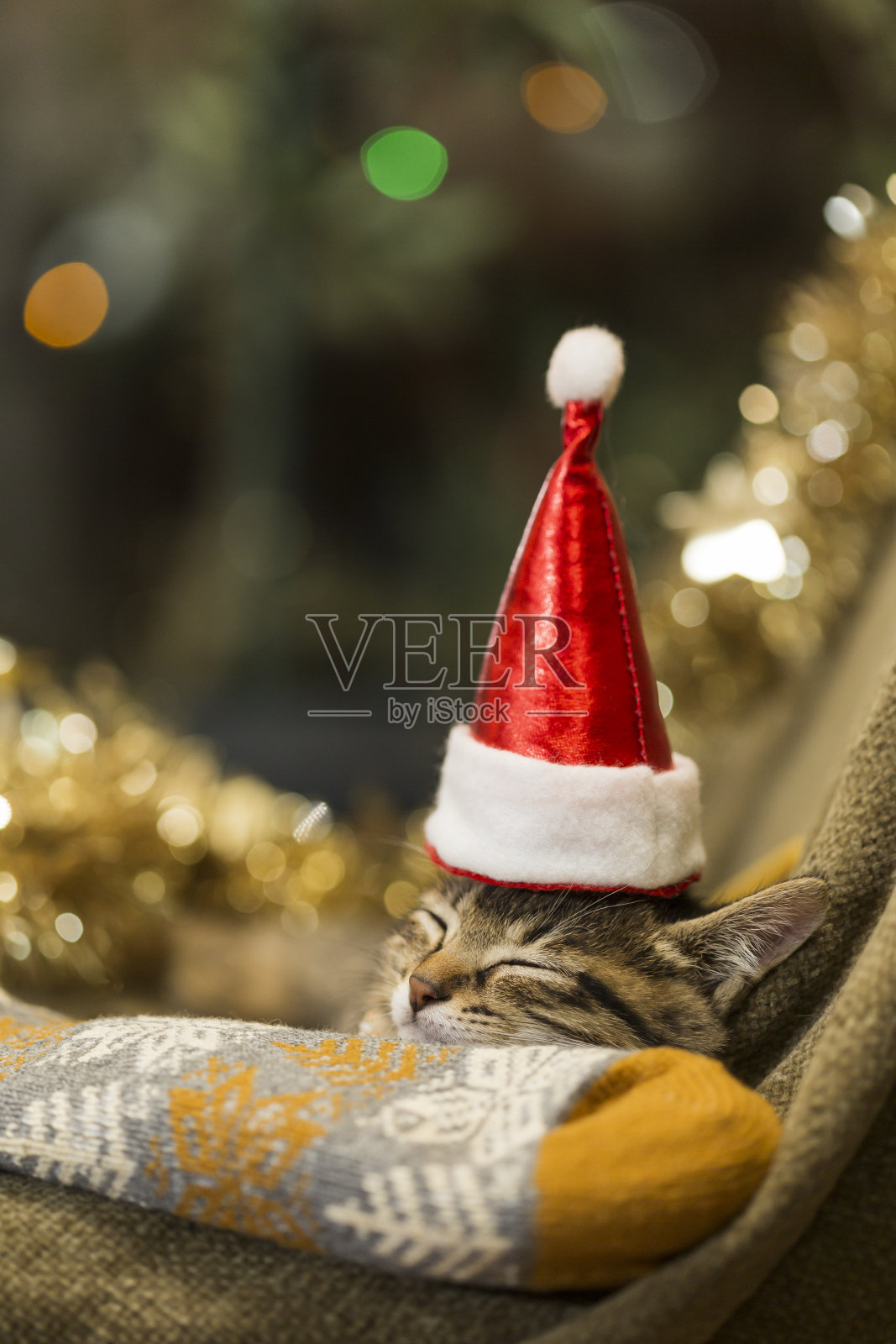 圣诞节和小猫照片摄影图片