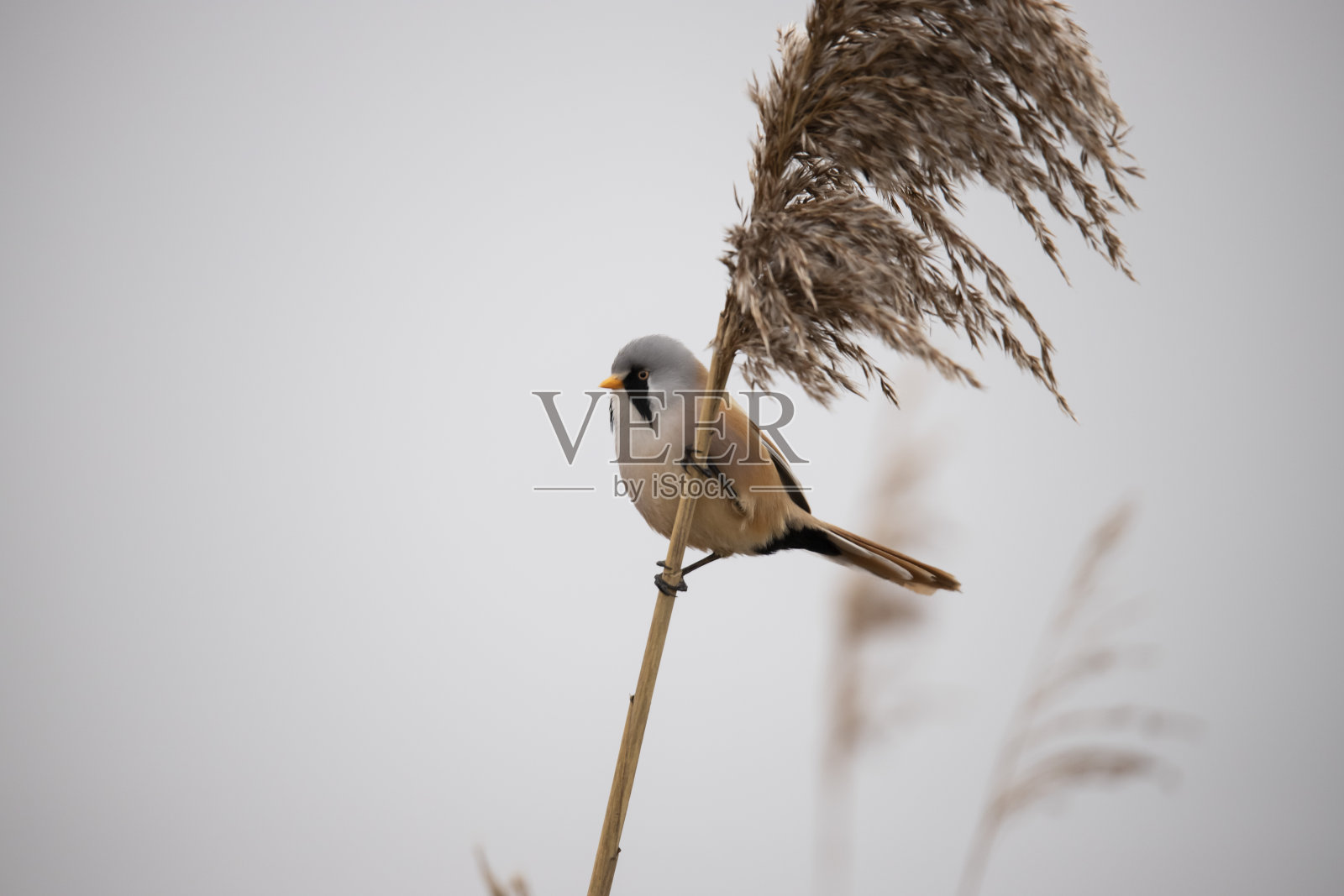 山雀，Panurus biarmicus。男性照片摄影图片