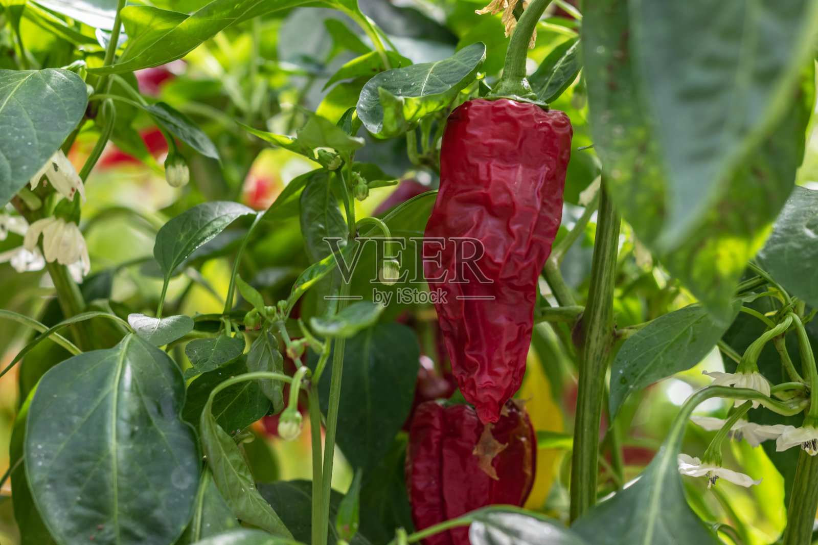 乔治亚火焰辣椒照片摄影图片