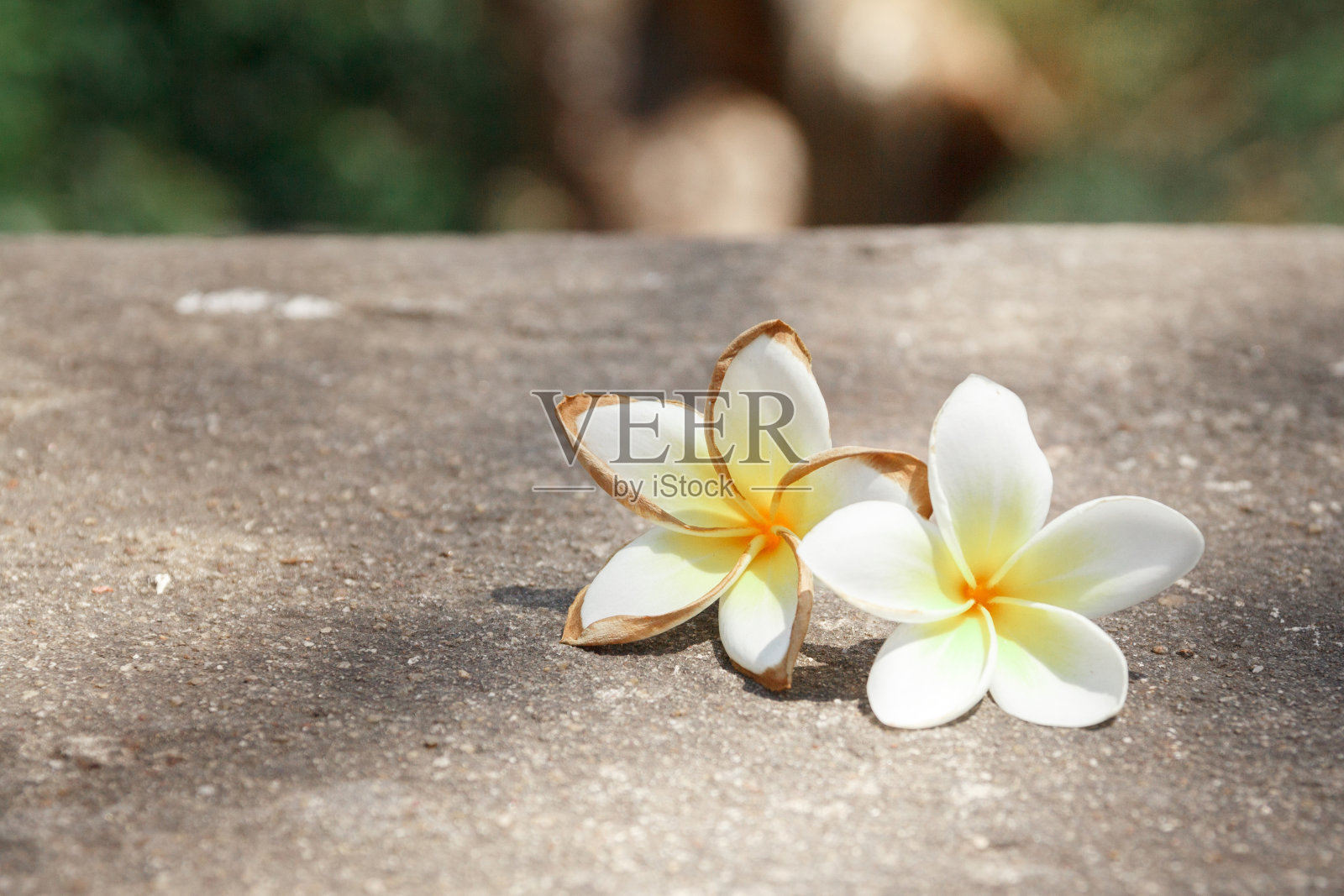 地上有两朵白花照片摄影图片