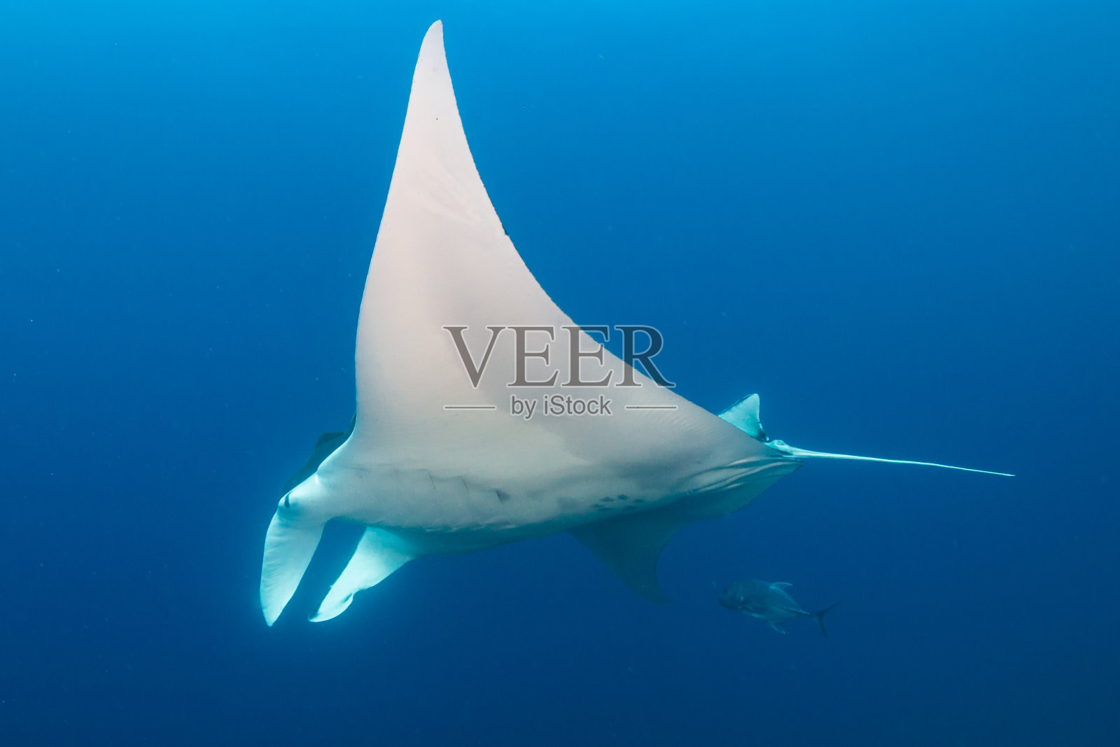 蓝色热带海洋中的巨型蝠鲼(安达曼海)照片摄影图片